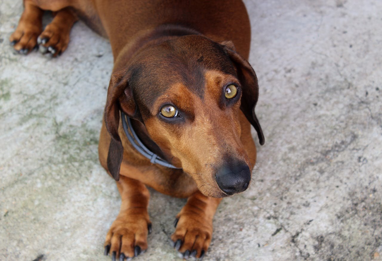 Dachshund Back Problems And How To Prevent Injury