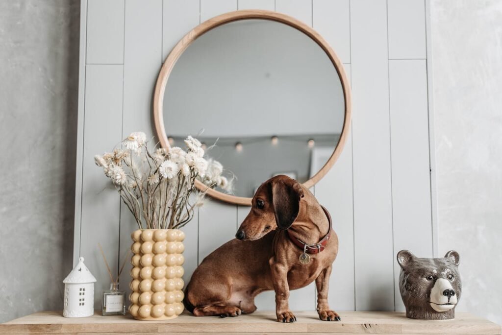 Heart Murmurs In Dogs: Causes And Next Steps