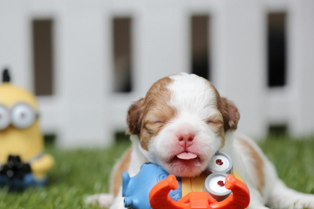 The First 90 Days of Puppy Care That Shape Lifelong Health