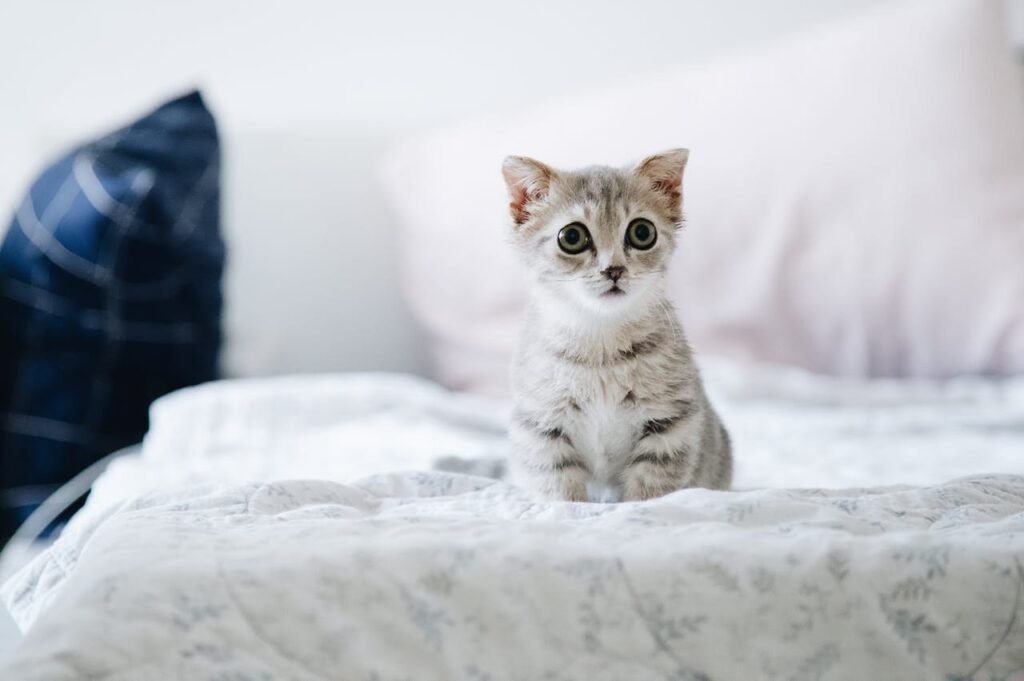 Lumps And Bumps On Pets: What’s Normal And What’s Not