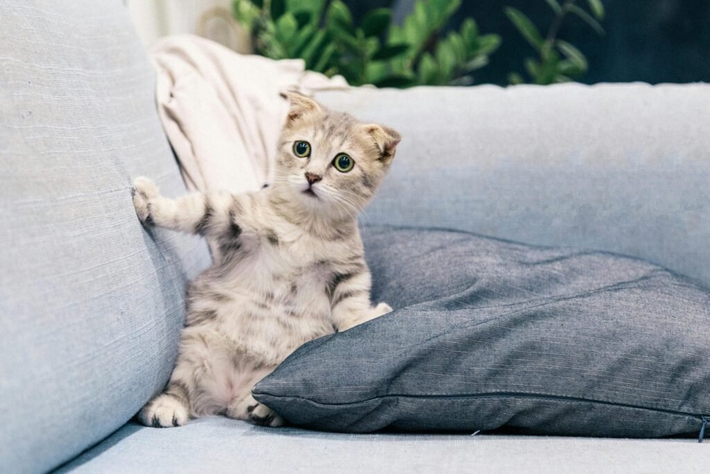 Why Indoor Pets Aren’t as Low-Risk as You Think