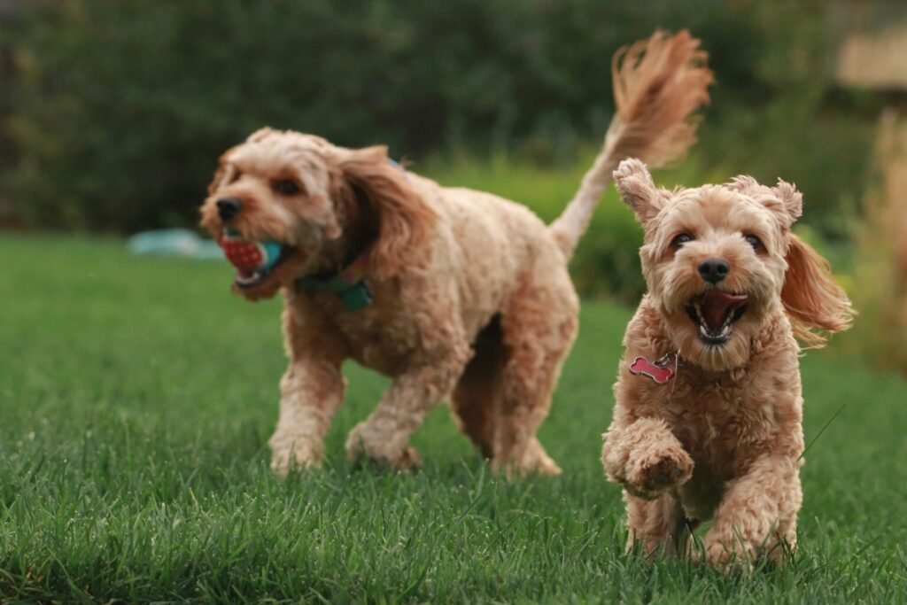 Pet Care in North Vancouve