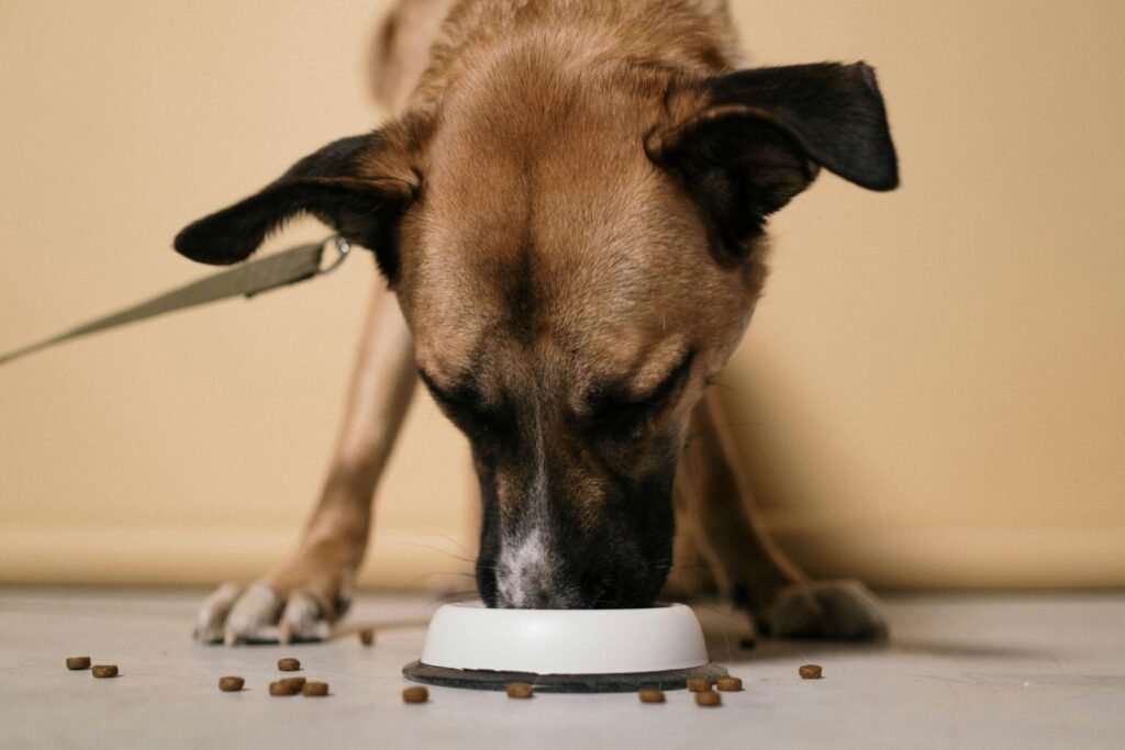 Choosing the Right Diet for Your Pet’s Life Stage | Norgate Animal Hospital