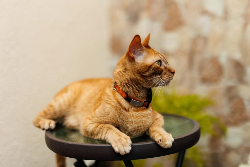 Orange tabby cat with a red collar resting on a small round table