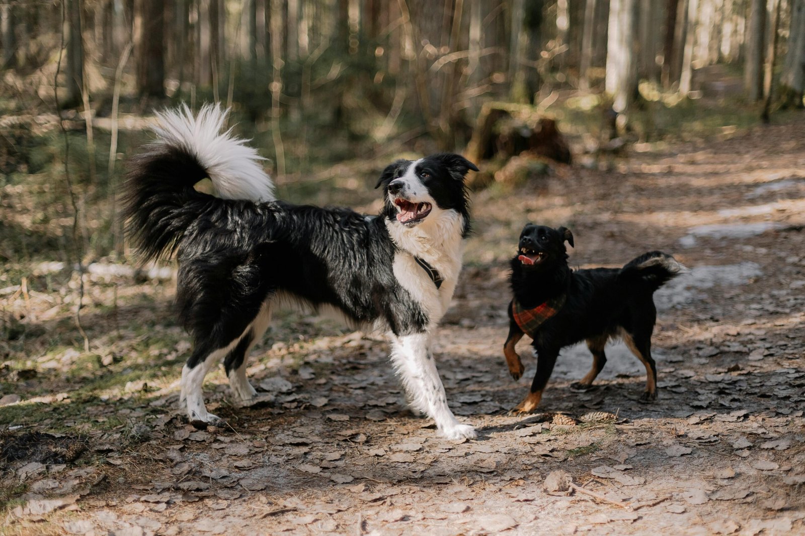 What Bloodwork Can Tell You About Your Pet’s Health