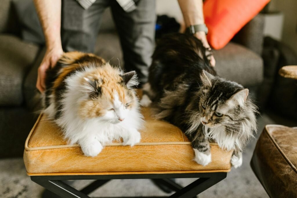 Veterinarian in North Vancouver