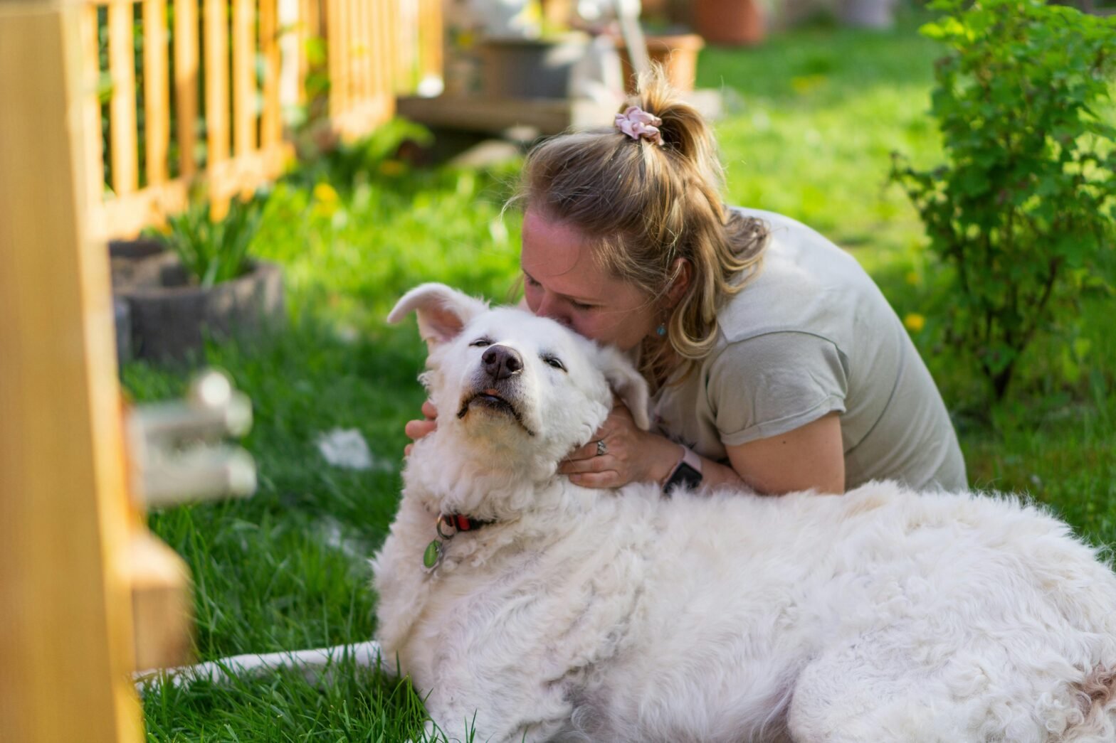 Large Breed Dogs and Joint Health: What Owners Should Know | Norgate Animal Hospital