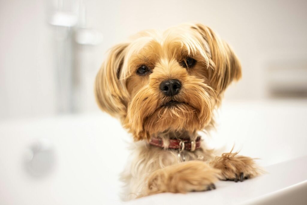 Happy dog and cat indoors with spring background, representing flea and tick prevention in Norgate