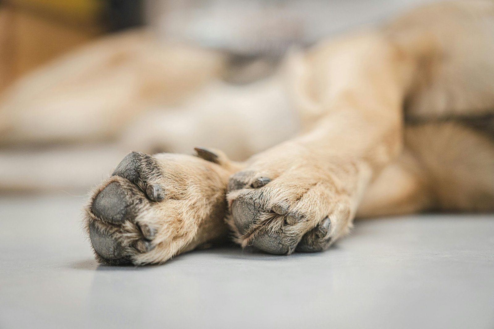 Wet Weather and Paw Care: Protecting Your Dog’s Feet on the North Shore