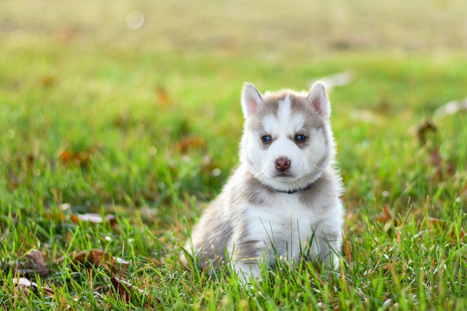 Everything You Need to Know Before Adopting a Husky