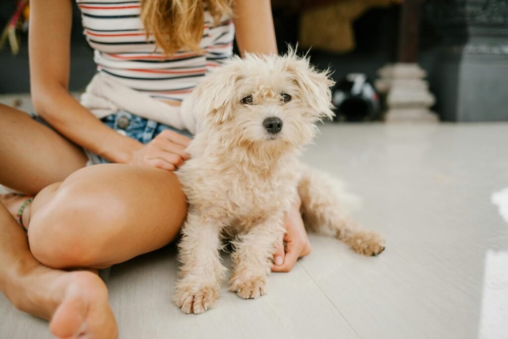 Low-Shedding Dog Breeds for Allergy-Sensitive Families