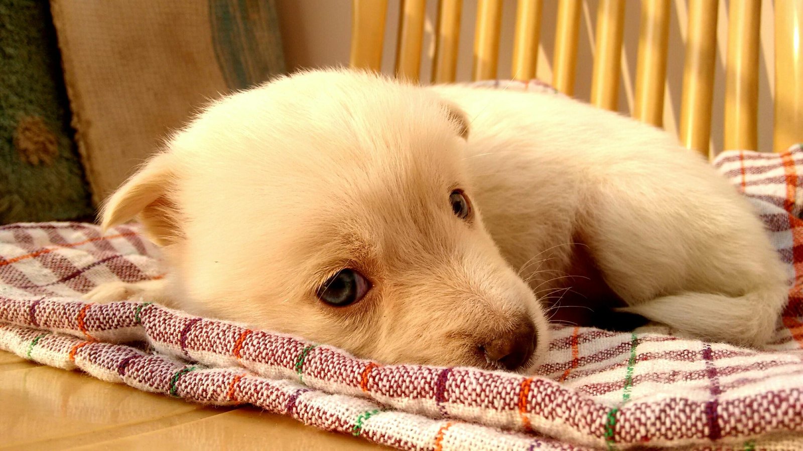 Parvovirus in Puppies: Symptoms and Emergency Care