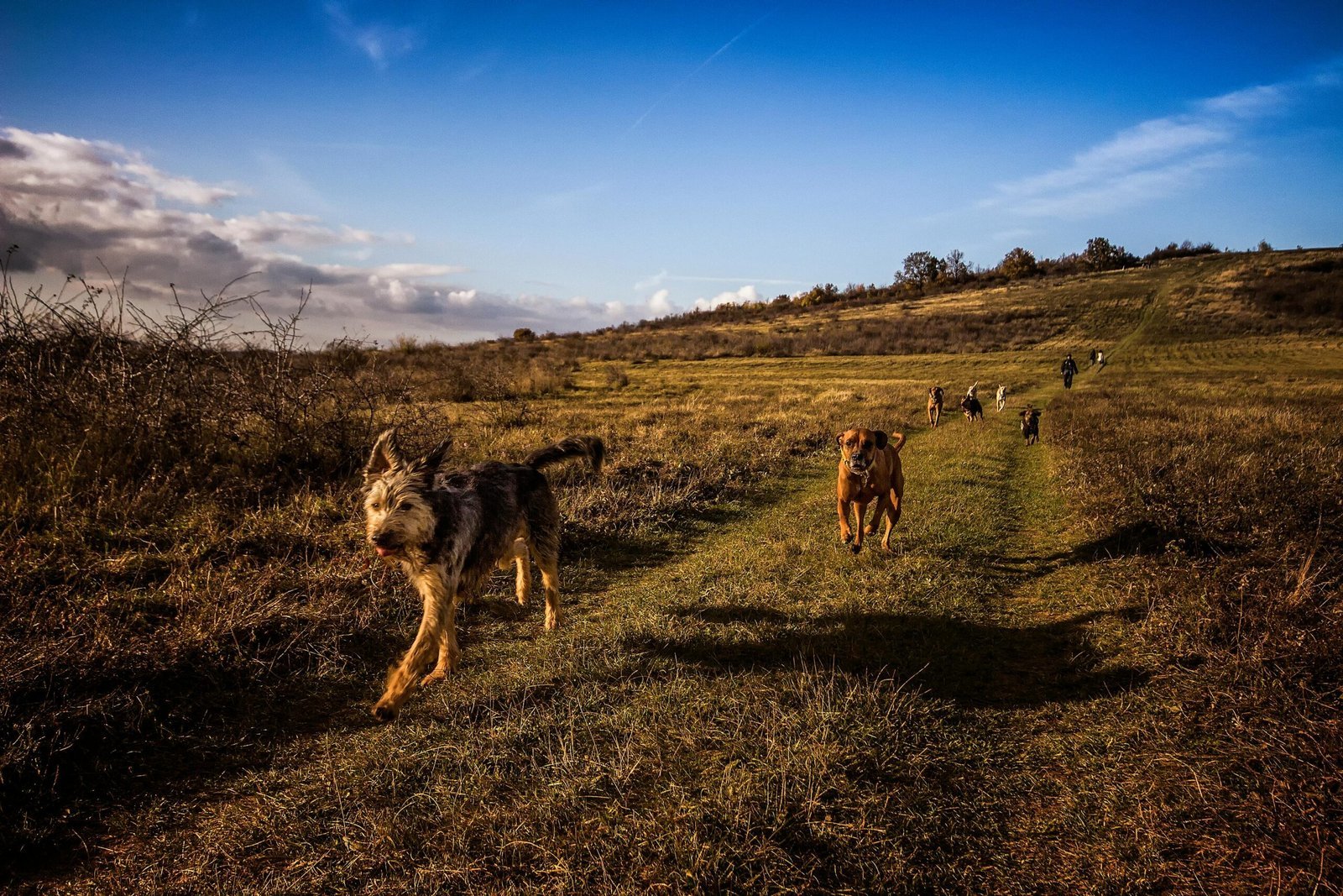 Hiking With Your Dog on the North Shore: Safety Tips From a Vet