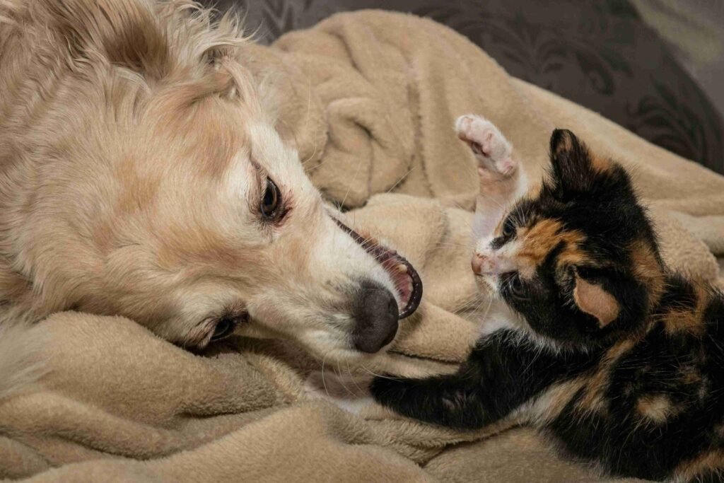 senior pet care Norgate