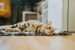 cat spay neuter Norgate