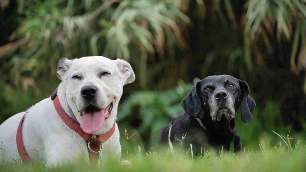 dog vaccinations Norgate