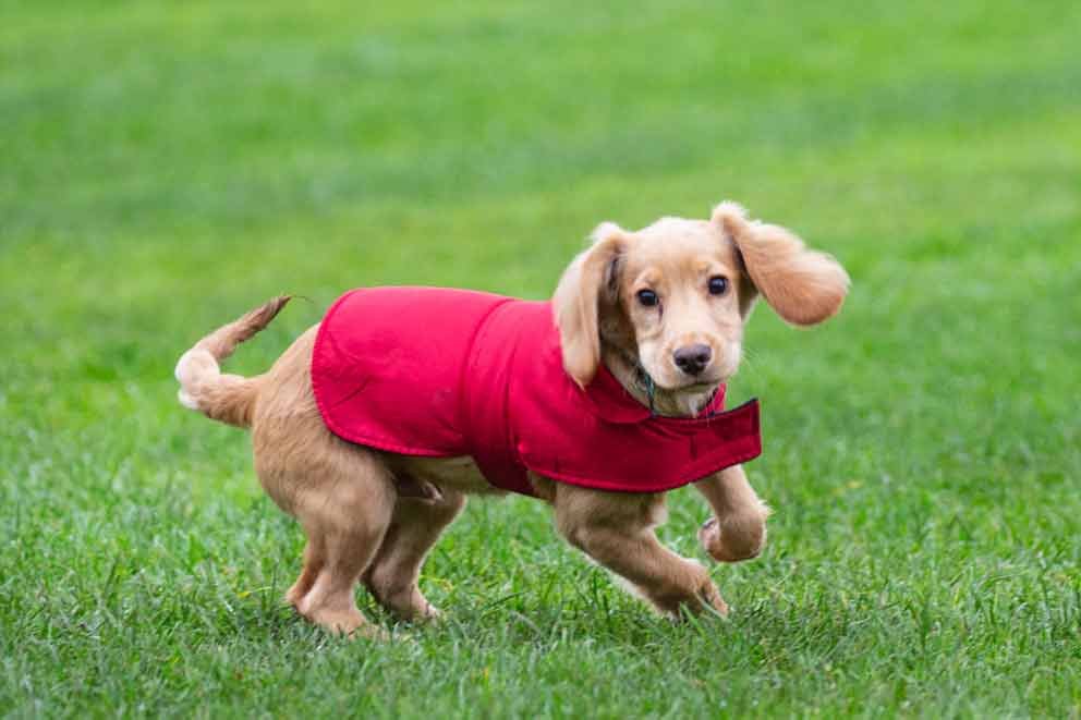 Puppy in a red coat running across the grass