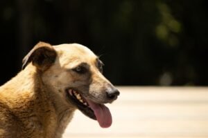 Brown dog panting outdoors in the summer heat, an early warning sign of heatstroke in dogs