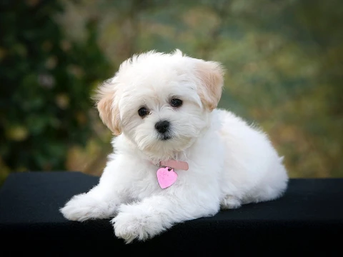 Fluffy white puppy lying on a dark surface