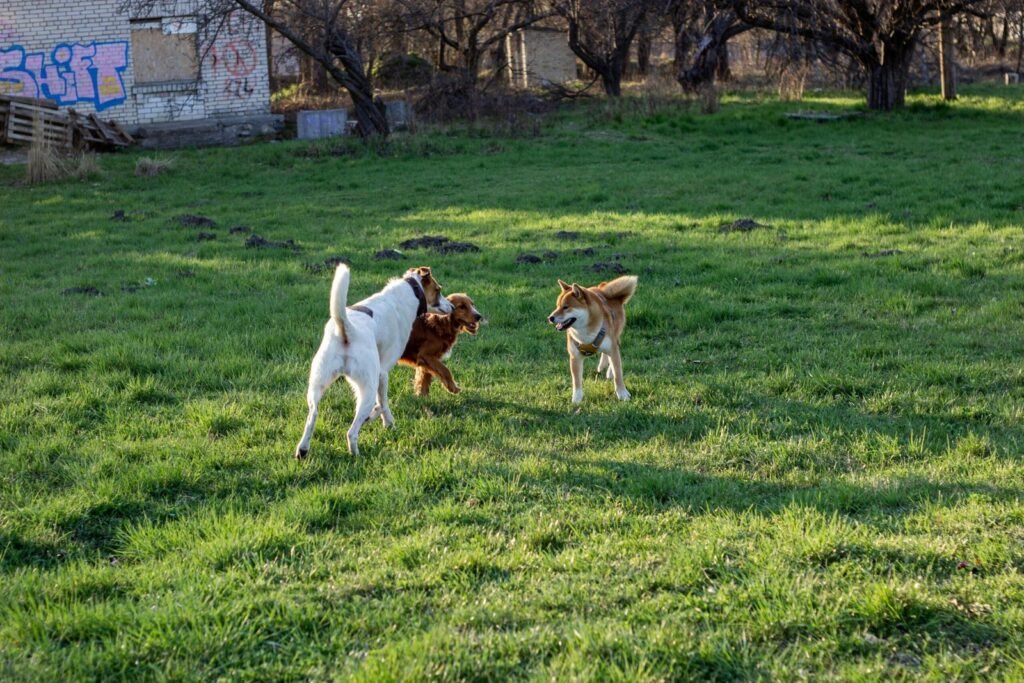 Dogs playing together in an open grassy field