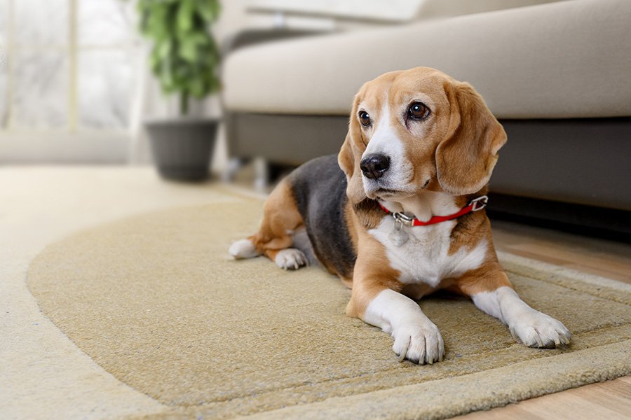 Beagle lying on a rug at home
