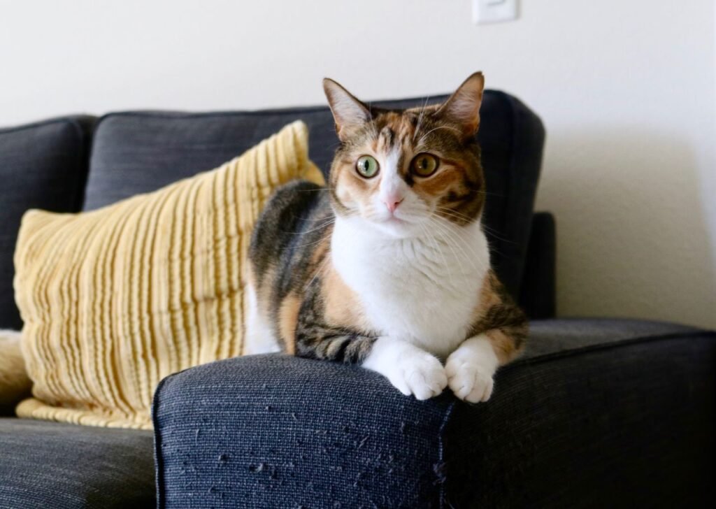 Calico cat sitting on a sofa
