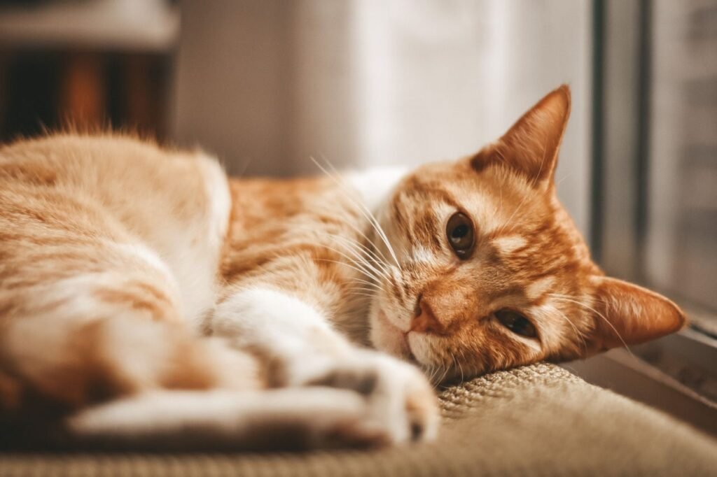 Orange tabby cat lying relaxed on a couch