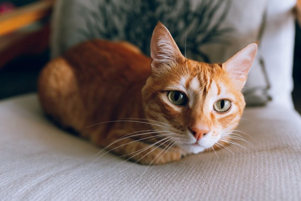 Orange tabby cat resting on a soft cushion