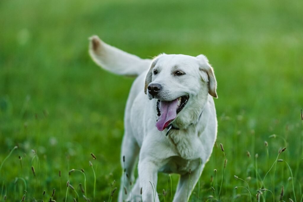 White Labrador running across a green lawn