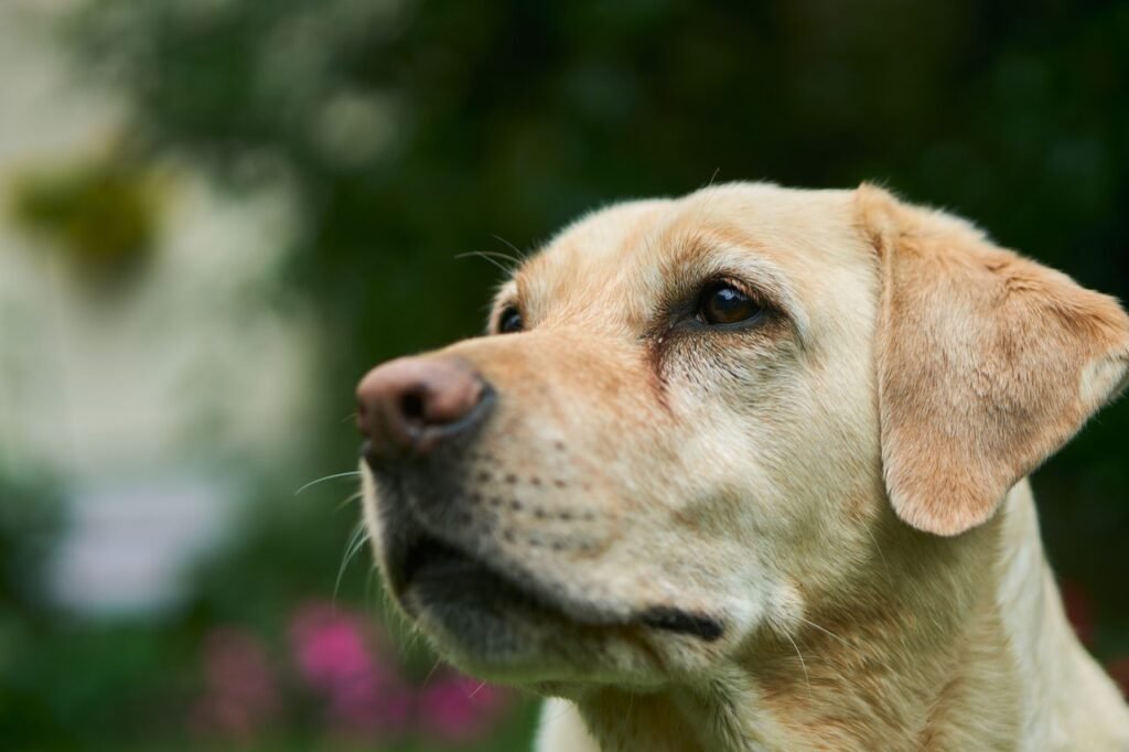 Yellow Labrador retriever in profile outdoors