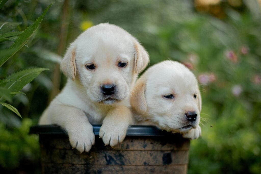 Two Labrador puppies sitting in a basket