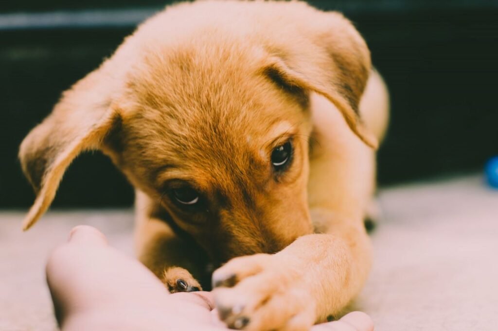 Golden puppy lying down and gently chewing on a person's hand