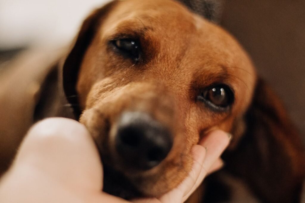 Brown dog resting its chin in a person's hand