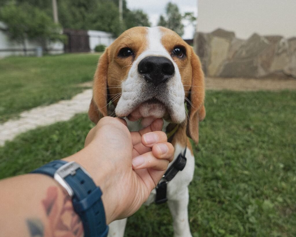 Beagle getting a chin scratch from its owner outdoors