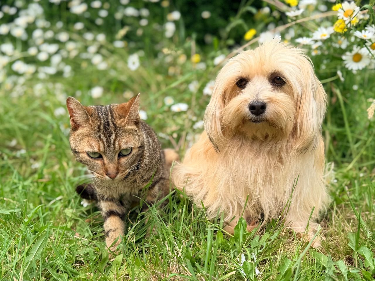 Tabby cat and fluffy cream dog sitting together in the grass